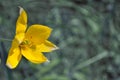 Yellow wild tulip flower close-up, wild growing in forest, blurry gray grass