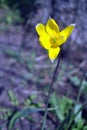 Yellow wild tulip flower close-up, wild growing in forest, blurry gray grass