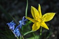 Yellow wild tulip flower close-up, wild growing in forest, blurry scilla flowers blooming