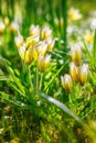 Yellow wild tulips in bloom amidst lush green grass Royalty Free Stock Photo