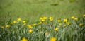 Yellow wild tulips on meadow Royalty Free Stock Photo