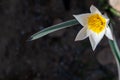 Yellow wild tulips with white blossom edge. Green sharp leaves with red tip. Green garden in blurred background, Sunny Royalty Free Stock Photo