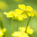 Yellow wildflower Royalty Free Stock Photo