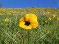 Yellow Wildflower Royalty Free Stock Photo