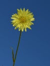 Yellow Goatsbeard flower against a clear blue sky
