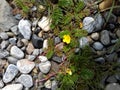Wild flowers bloom on pebbles Royalty Free Stock Photo