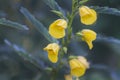 Partridge Pea wildflower, native American wild flower