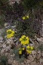 Yellow wildflower with four petals, Erysimum wallflower Royalty Free Stock Photo