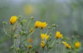 Yellow wildflower frame with copy space