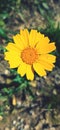 Yellow wildflower in front of brown and green unfocused land
