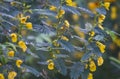 Partridge Pea wildflowers grouping with blurred background