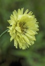 Carolina Desert Chicory - Pyrrhopappus carolinianus