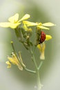 Yellow Wildflower And Ladybug Closeup Shallow DOF