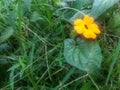 Yellow wildflower in the middle of grass