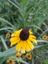 Yellow Wildflower next to the road