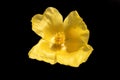 yellow wildflower, yellow poppy. close-up.