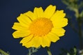 Glebionis segetum. Corn marigold and corn daisy. Yellow wildflower