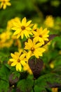 Yellow Wildflower - Spring Blooms - Dolly Sods - West Virginia Royalty Free Stock Photo