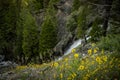 Yellow Wildflowers Along the Slopes Above Alder Falls Royalty Free Stock Photo