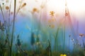 yellow wildflowers on a background of blue sky