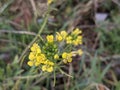 Yellow wildflowers bloom on a wide meadow near the village