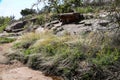 Wildflowers on mountain - Enchanted Rock State Park, Texas Royalty Free Stock Photo