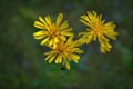 Yellow wildflowers on a blurred natural background close-up