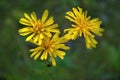 Yellow wildflowers on a blurred natural background close-up