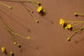 Yellow wildflowers on brown background with copyspace. Modern trendy composition with dried flower , dark shadows