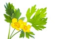 Yellow wildflowers buttercup isolated on white background Royalty Free Stock Photo