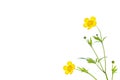 Yellow wildflowers buttercup isolated on white background Royalty Free Stock Photo