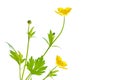 Yellow wildflowers buttercup isolated on white background Royalty Free Stock Photo