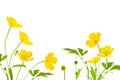 Yellow wildflowers buttercup isolated on white background Royalty Free Stock Photo