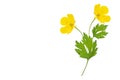 Yellow wildflowers buttercup isolated on white background Royalty Free Stock Photo