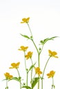 Yellow wildflowers buttercup isolated on white background