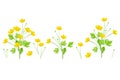 Yellow wildflowers buttercup isolated on white background Royalty Free Stock Photo