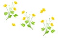 Yellow wildflowers buttercup isolated on white background Royalty Free Stock Photo