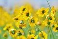 Yellow wildflowers Royalty Free Stock Photo