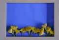 Yellow wildflowers close-up inside wooden picture frame on blue background. Top view. Copy space. Floral mockup Royalty Free Stock Photo