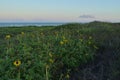 Yellow wildflowers edge white sand dune path to shore