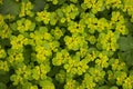 yellow wildflowers Euphorbia polychroma