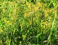 Yellow wildflowers in field