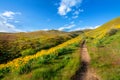 Yellow wildflowers in the foothills above Boise Idaho in spring Royalty Free Stock Photo
