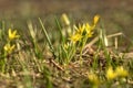 Yellow wildflowers gagea spring