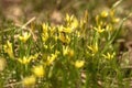 Yellow wildflowers gagea spring