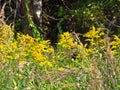 Yellow wildflowers