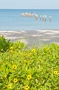 Yellow wildflowers growing on edge of a sandy, tropical beach