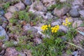 Yellow wildflowers growing out of rocks Royalty Free Stock Photo