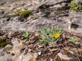 Yellow wildflowers growing among the rocks Royalty Free Stock Photo