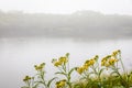 Yellow Wildflowers on Lake Rausu Trail